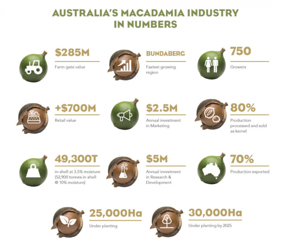 Macadamia growing and supply your top questions answered Australian