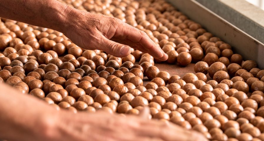 Australian macadamia nuts freshly harvested