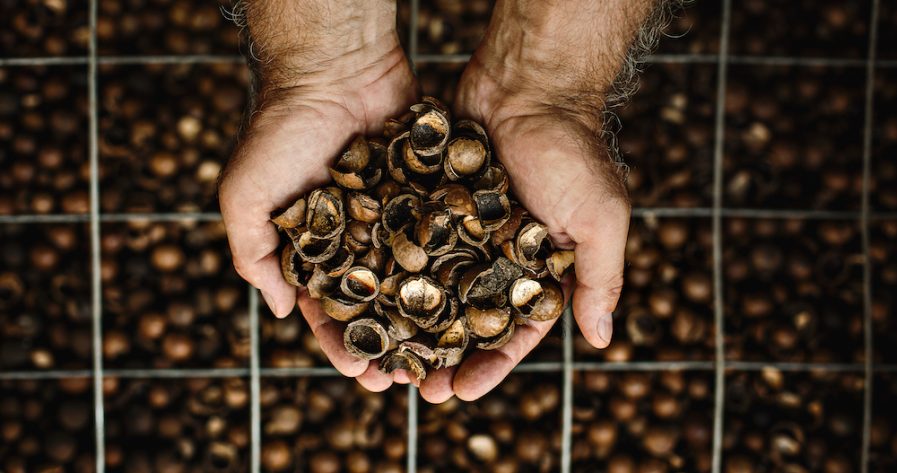 Hands holding macadamia shells