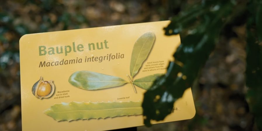 A sign in the rainforest indicating the location of the Bauple Nut