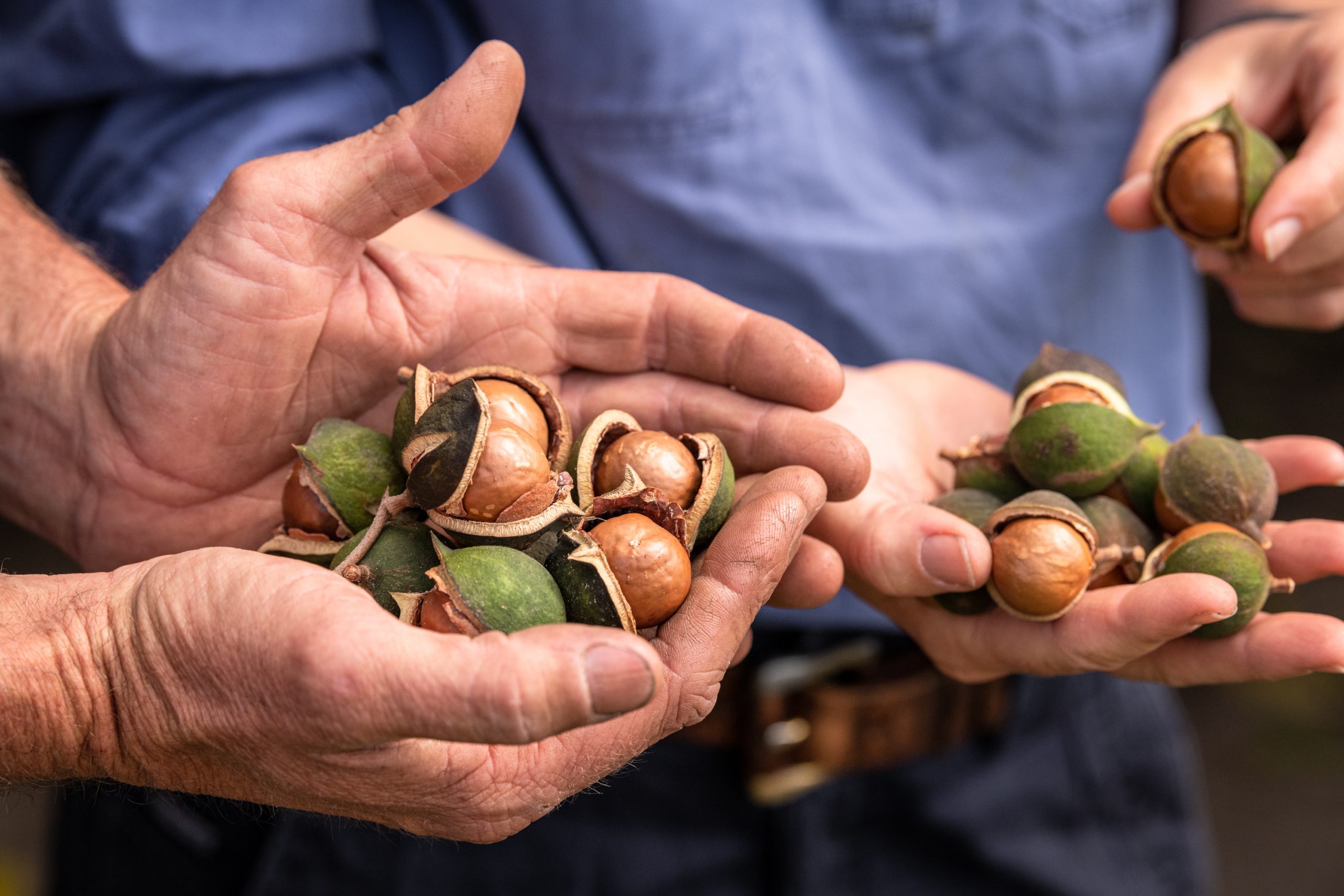 National Residue Survey Australian Macadamias