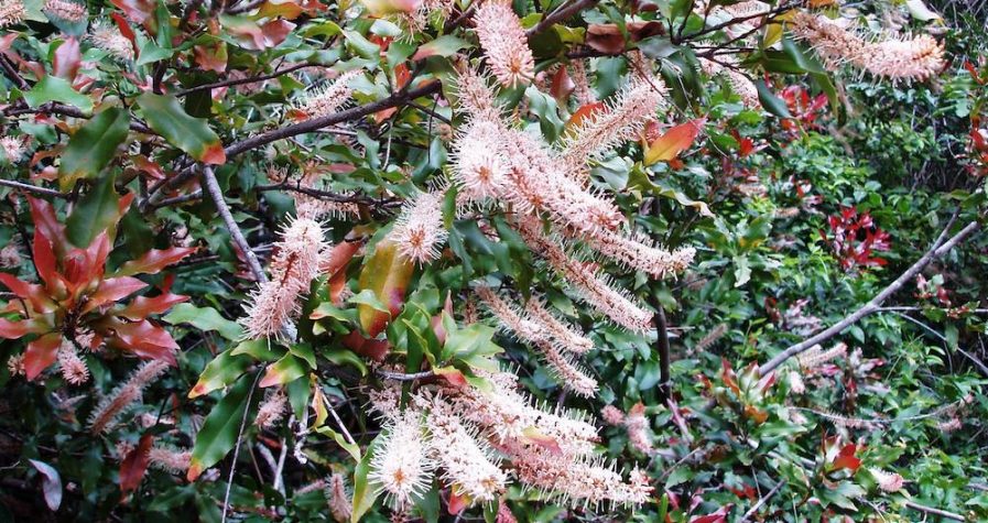 Macadamia Ternifolia tree in full bloom