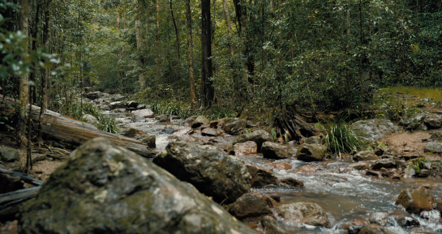 Trees and a stream in an Australian rainforest where wild macadamias grow